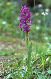 Bestand:Orchis mascula cptv.jpeg