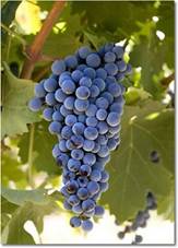 Afbeeldingsresultaat voor Bordeaux druiven Cabernet Sauvignon