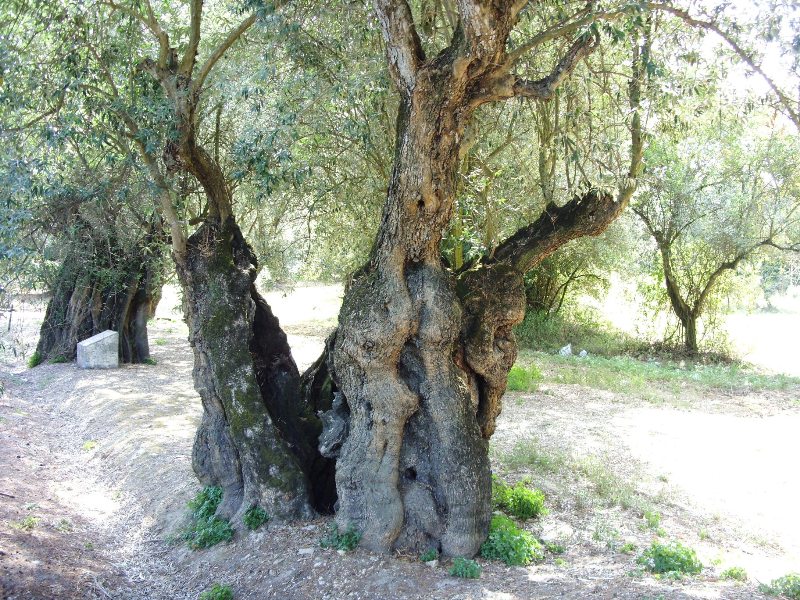 De oudste Olijfbomen