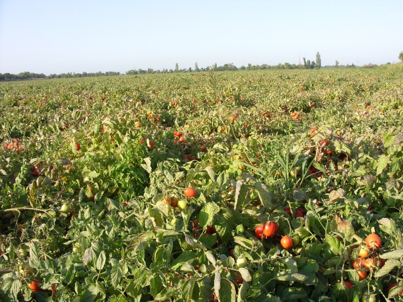 Ovale tomaten, industrieel geoogst