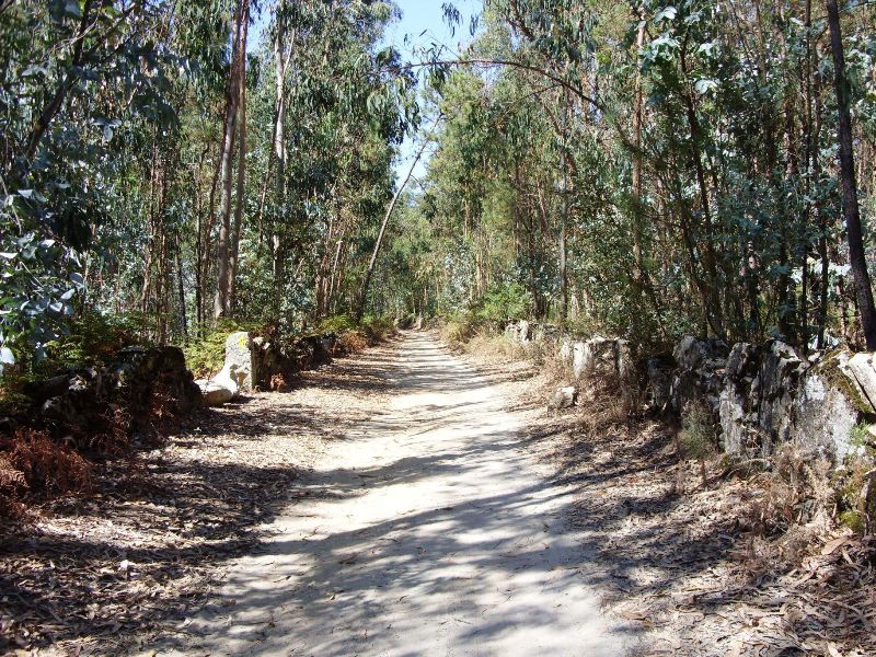 Aanloop door Eucalyptusbos