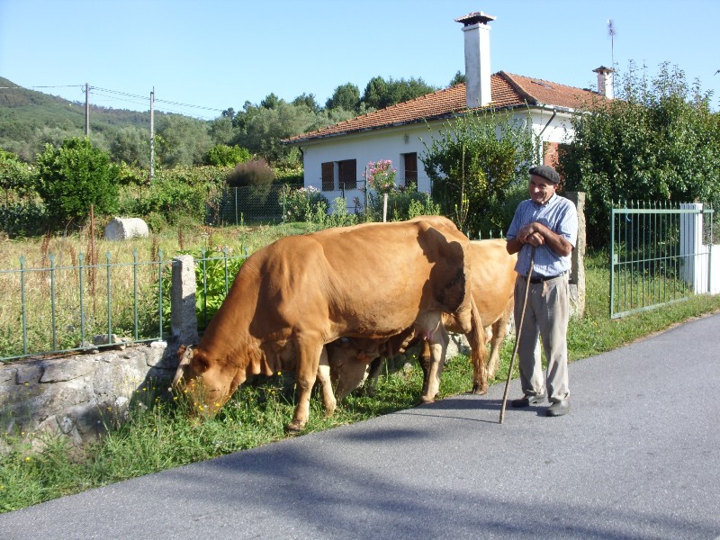 Hoedt 2 koeien langs de weg